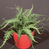 Asplenium